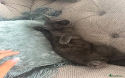 Mixed Breed cats for sale: Kitten  - Image 3
