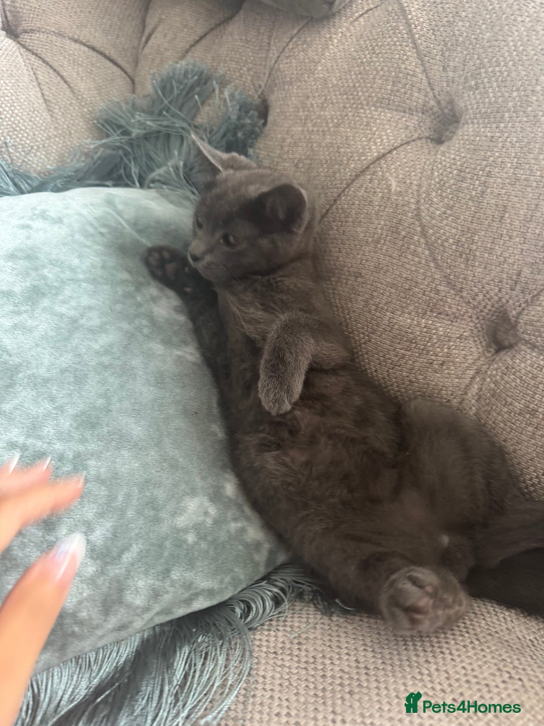 Mixed Breed cats for sale: Kitten  - Image 3