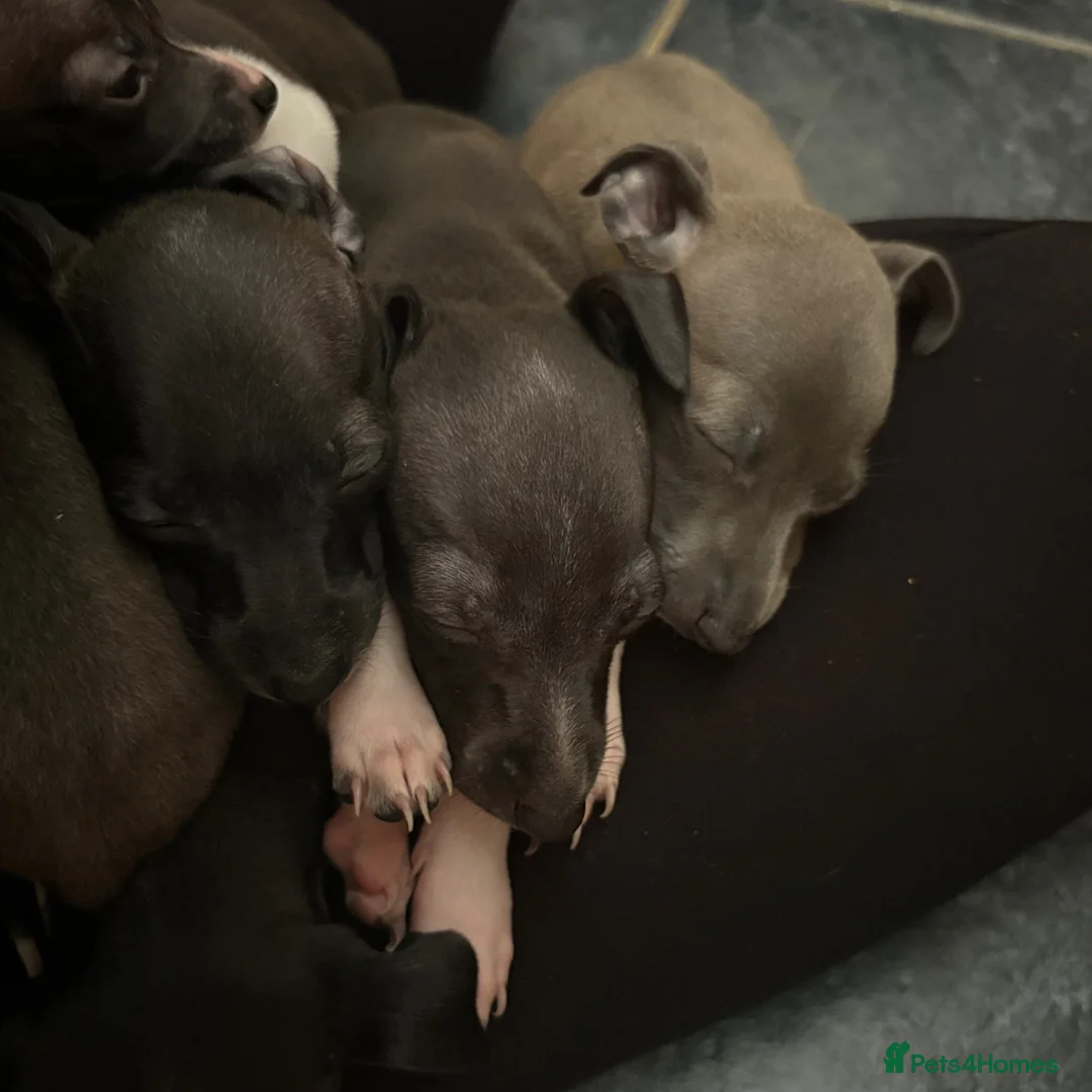 Italian Greyhound dogs for sale: Italian Greyhound puppies ready to leave  - Advert 1