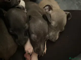Italian Greyhound dogs Italian Greyhound puppies ready to leave - Advert 2