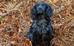 Cocker Spaniel dogs for stud: Extensively Health Tested KC Cocker - WELL PROVEN in Lincoln - Image 6