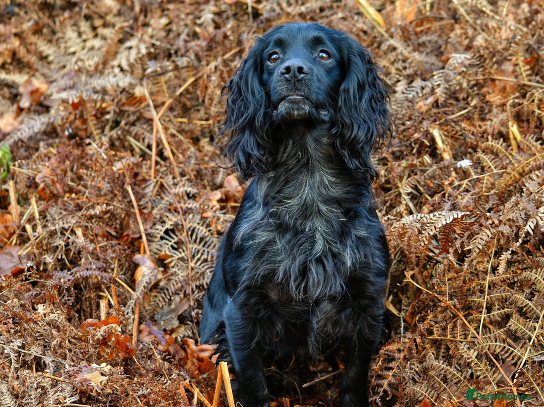 Cocker Spaniel dogs for stud: Extensively Health Tested KC Cocker - WELL PROVEN in Lincoln - Image 6
