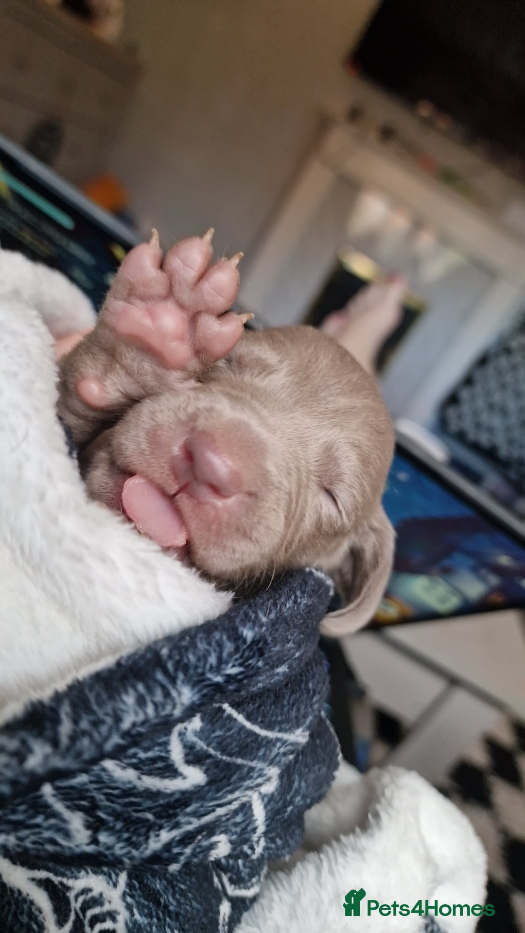 Weimaraner dogs for sale: Weimaraner Puppies Looking for Their Forver Home🐾 in Shrewsbury - Advert 17