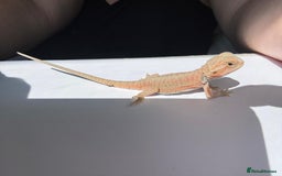 Bearded Dragon reptiles for sale: Baby beardies - Image 21