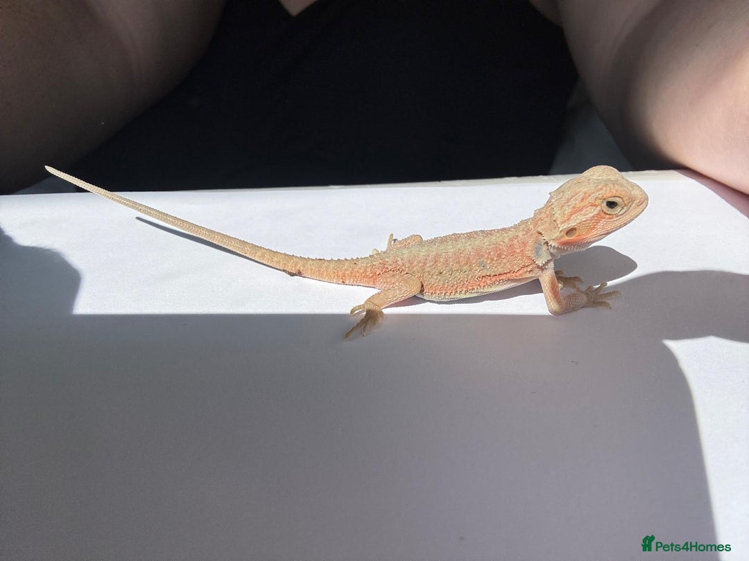 Bearded Dragon reptiles for sale: Baby beardies - Image 21