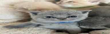 British Shorthair 4 dark blue collar