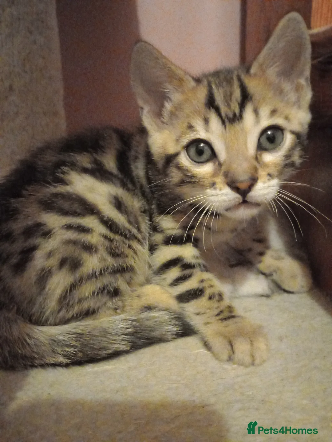 Bengal cats for sale: Bengal Kittens in Langport - Advert 18