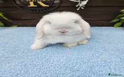 Mini Lop rabbits for sale: **Stunning Mini lop baby buck available** - Image 7