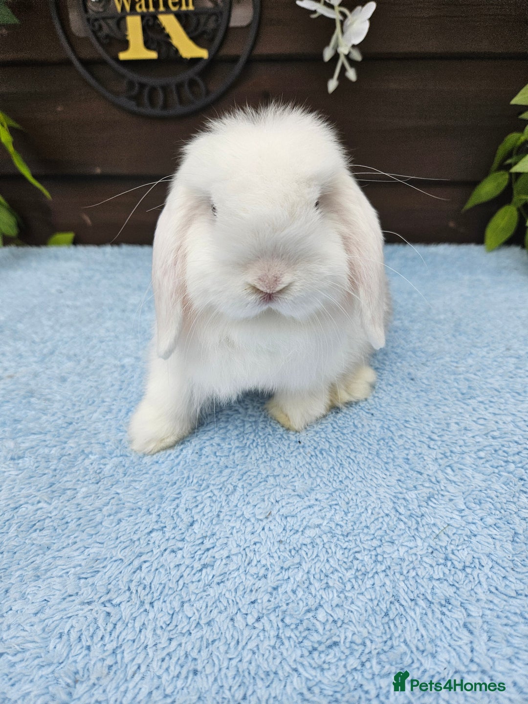 Mini Lop rabbits for sale: **Stunning Mini lop baby buck available** - Image 7