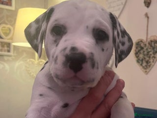 Dalmatian dogs - Advert 4