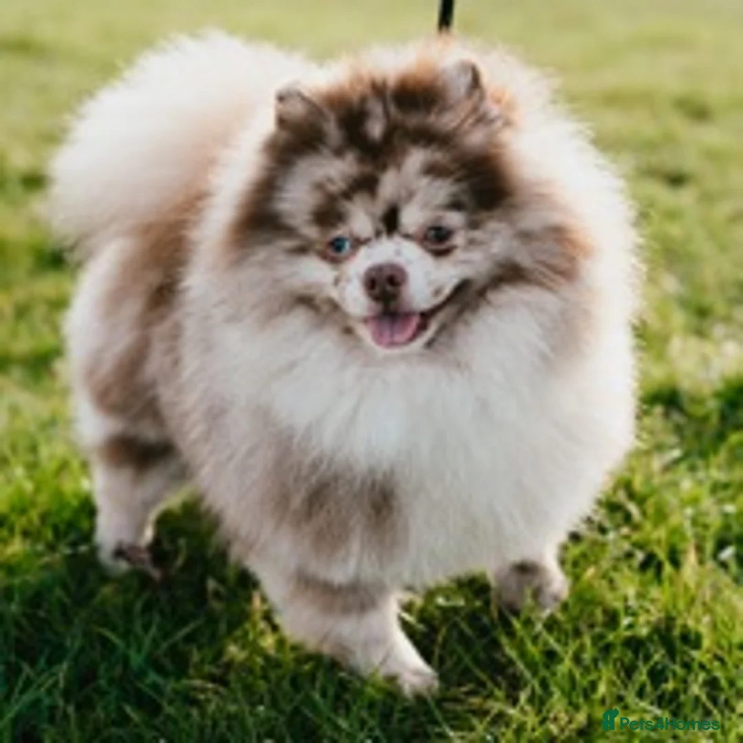 Pomeranian dogs for stud: Chocolate Merle Stud Health Tested in Dartford - Advert 3