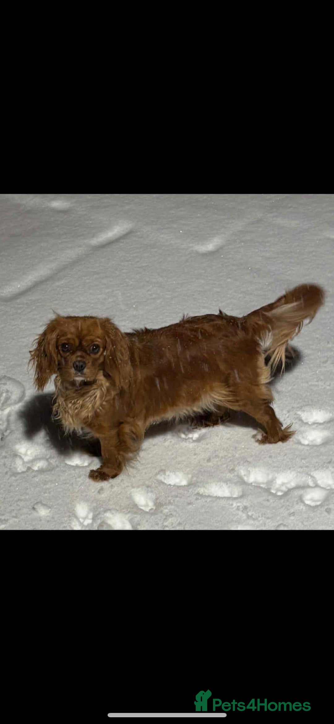 Cavapoo dogs for sale: 4 F1 Cavapoo puppies  - Image 17