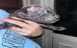 Mixed Breed dogs for sale: Cane Corso and Dogue de Bordeaux - Image 12