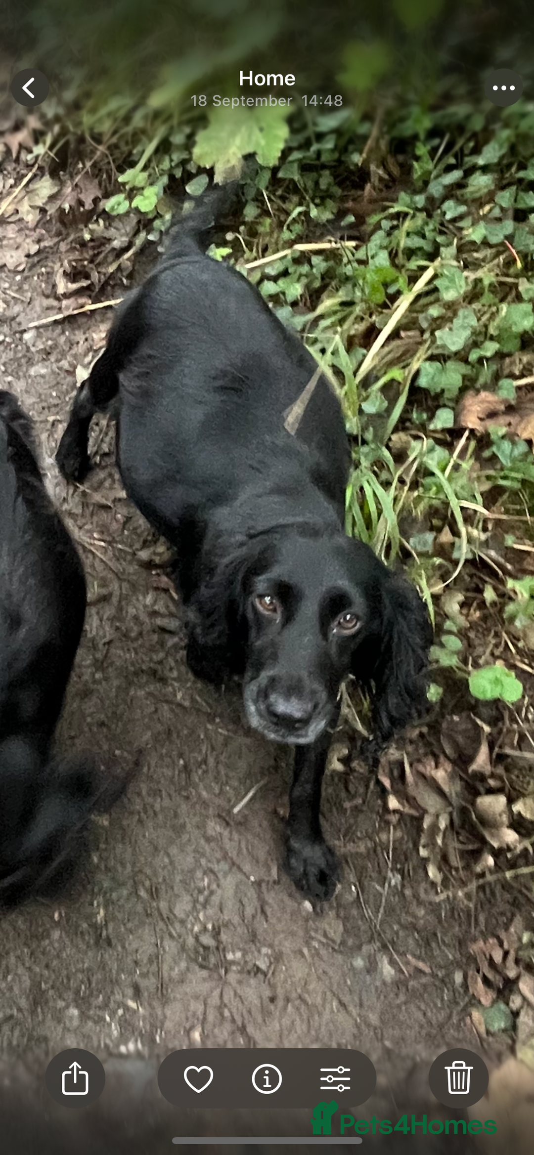 Cocker Spaniel dogs for sale: Beautiful Cocker Spaniel Puppies  - Advert 2