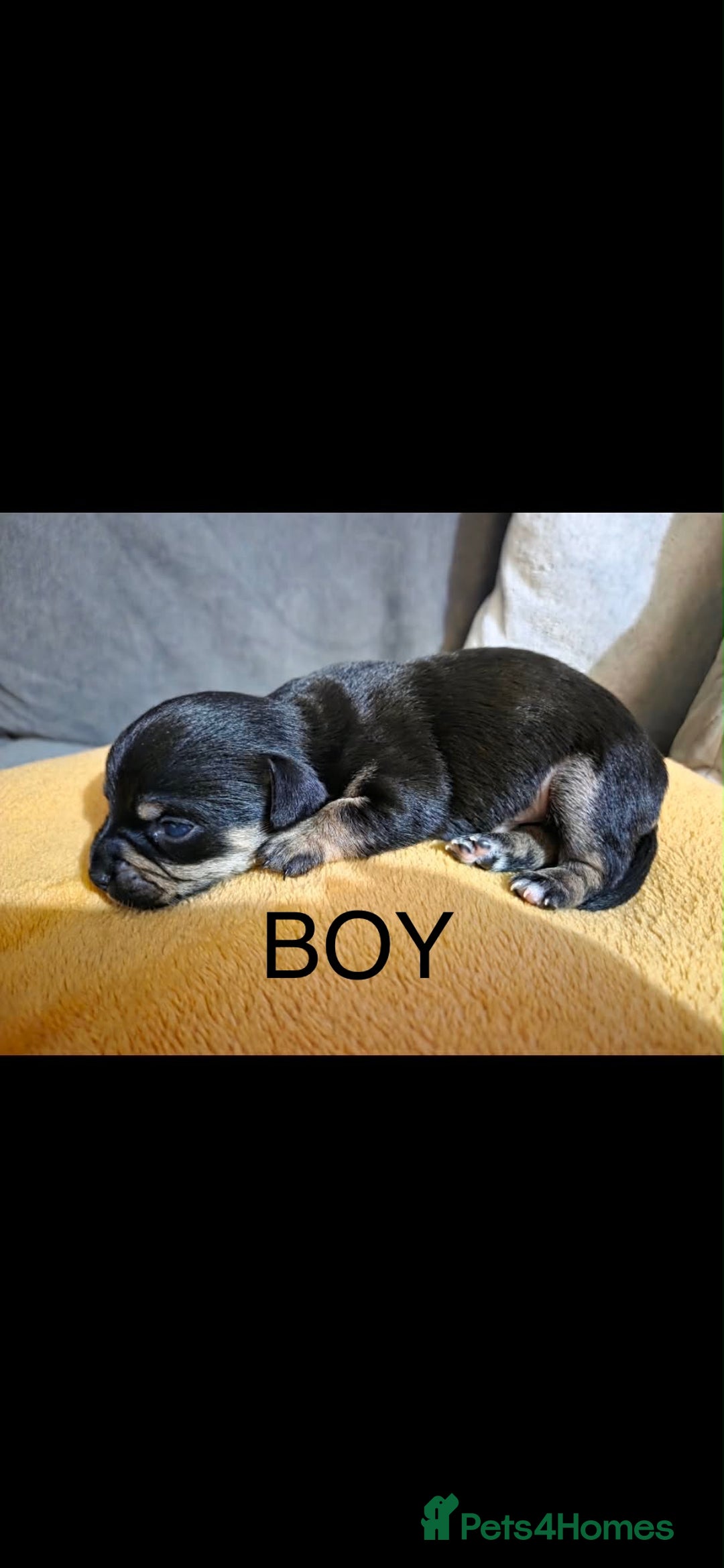 Chiweenie dogs for sale: Beautiful Chiweenie puppies  - Advert 6
