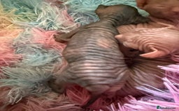 Sphynx cats for sale: Sphynx little naked babies - Image 3