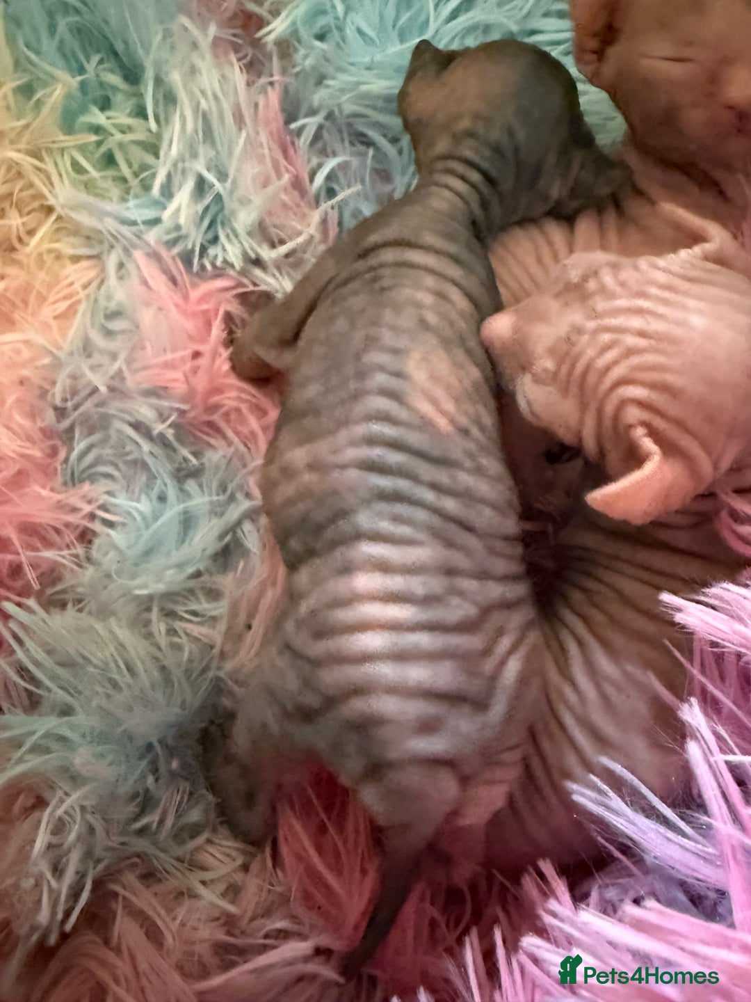 Sphynx cats for sale: Sphynx little naked babies - Image 3