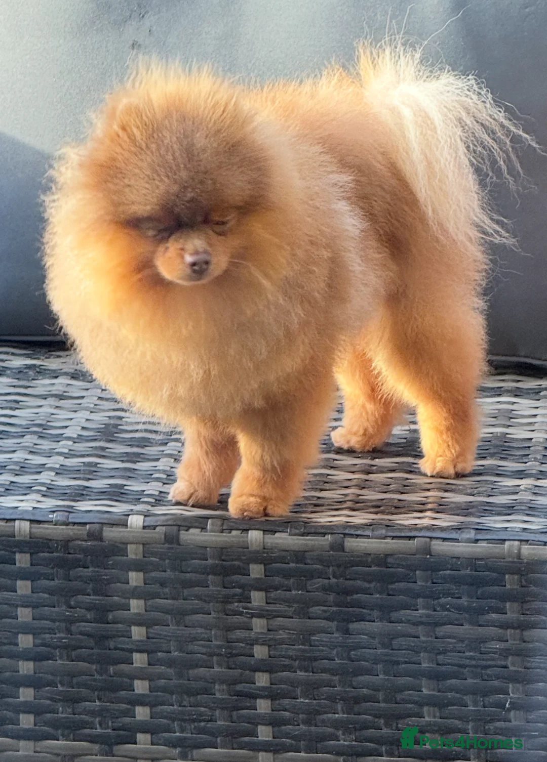 Pomeranian dogs for stud: Outstanding Tiny kc registered Lilac Tan stud  in Pontefract - Advert 9