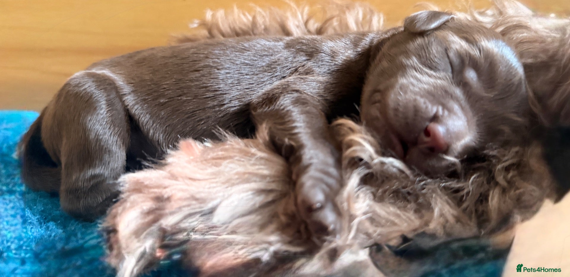 Australian Labradoodle dogs     🐾 Adorable Australian Labradoodle Puppies  - Advert 2