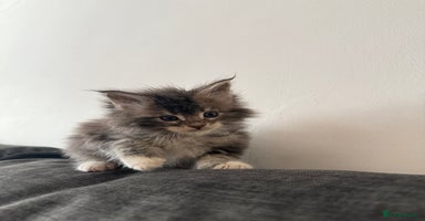Maine Coon cats - Advert 9