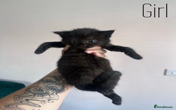 Mixed Breed cats for sale: Kittens Grey and Black - Image 3