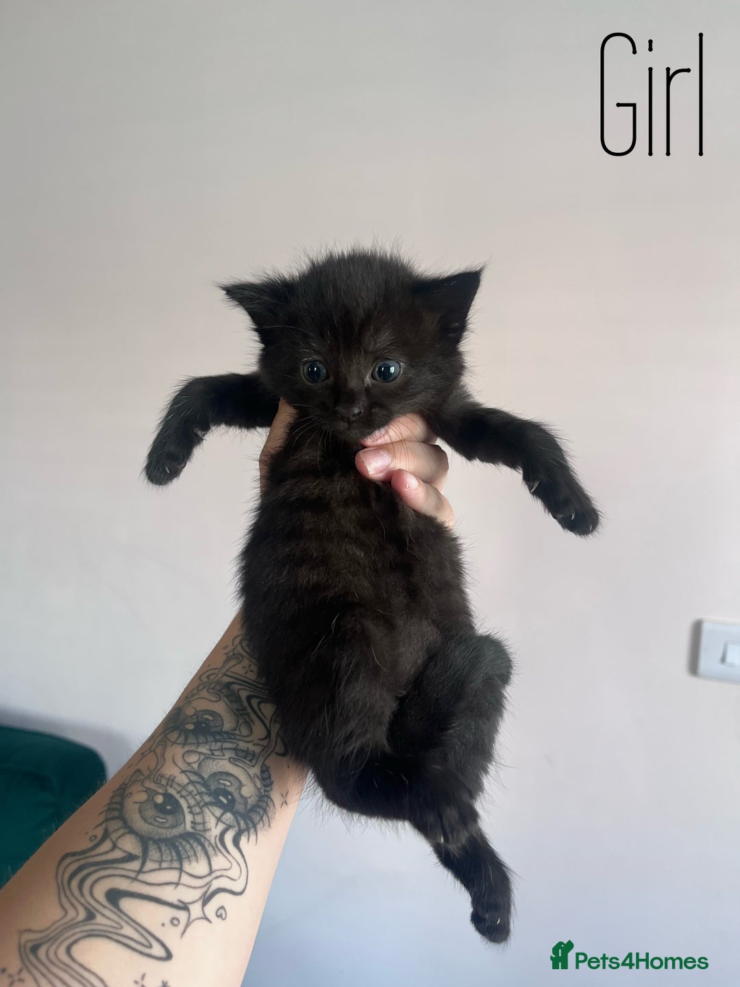 Mixed Breed cats for sale: Kittens Grey and Black - Image 3