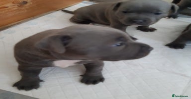 Staffordshire Bull Terrier dogs - Advert 1