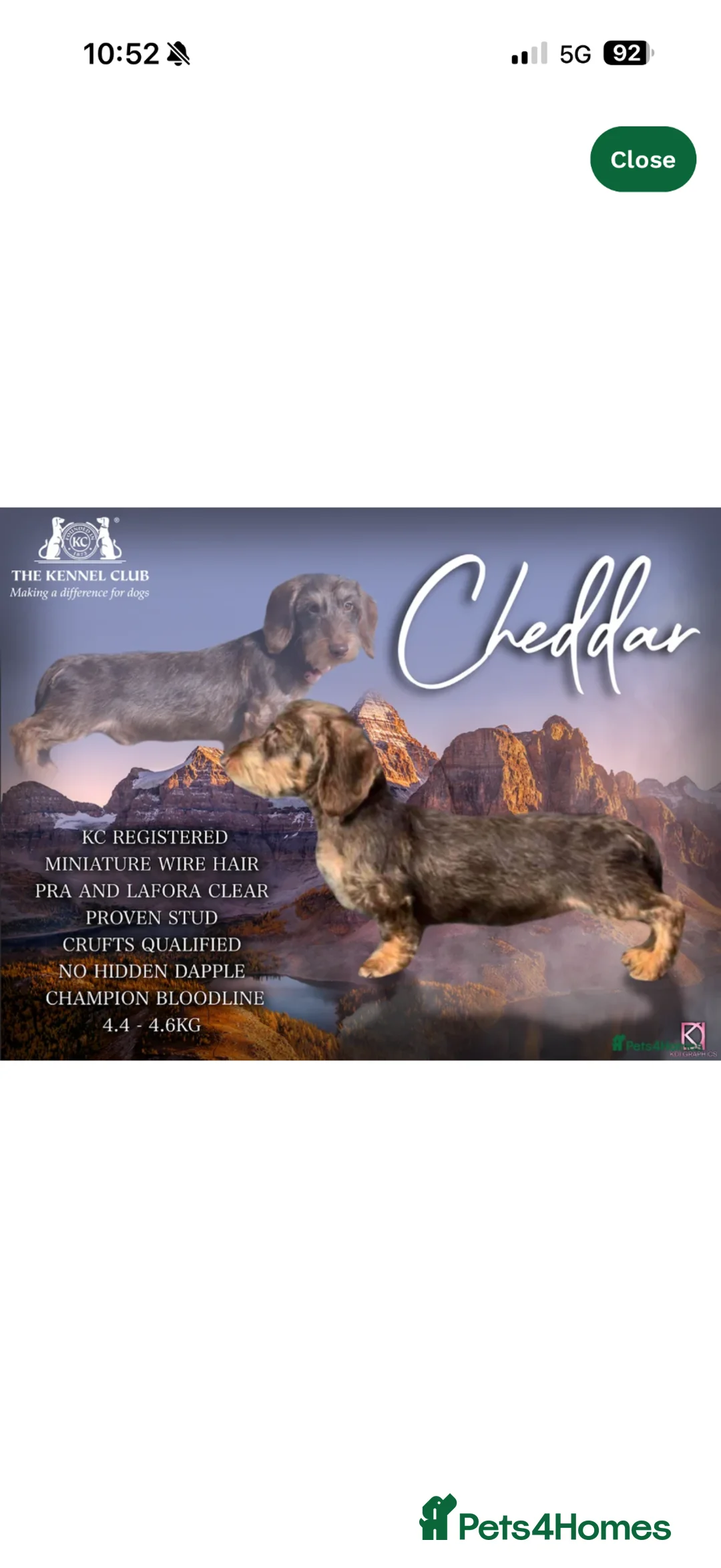 Dachshund dogs for sale: Meet Our Adorable Wire-haired Dachshund Puppies!  in Morpeth - Advert 14