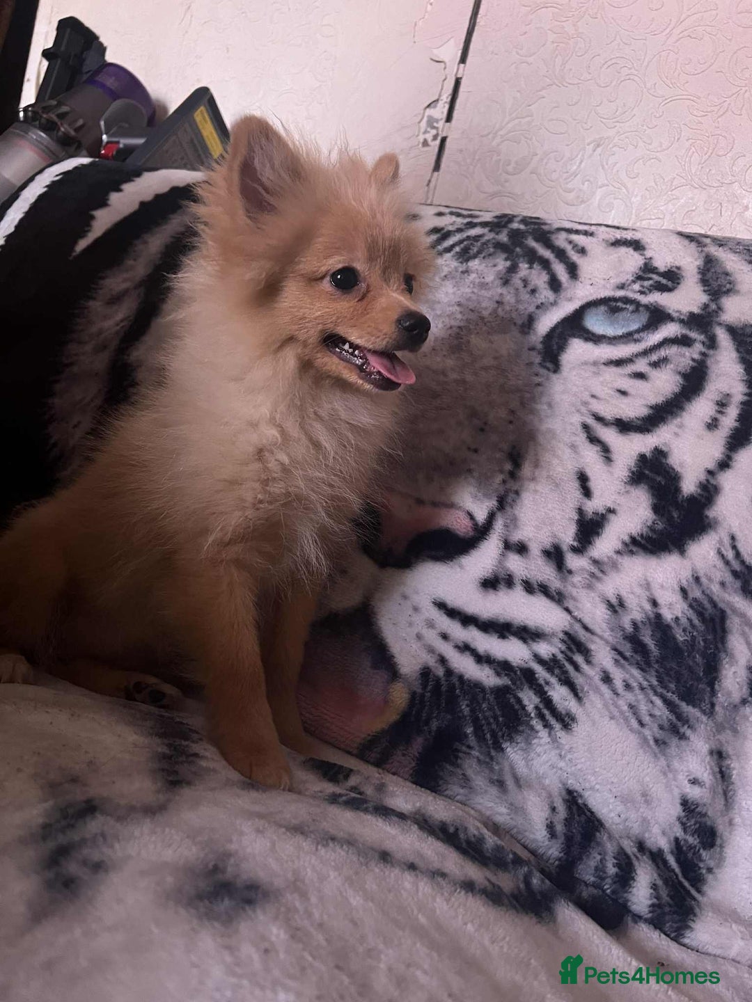 Pomeranian dogs for sale: 4 beautiful Pomeranian's looking for forever home  - Image 8