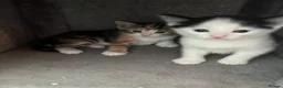 Mixed Breed cats for sale: 5 adorable kittens  - Advert 10