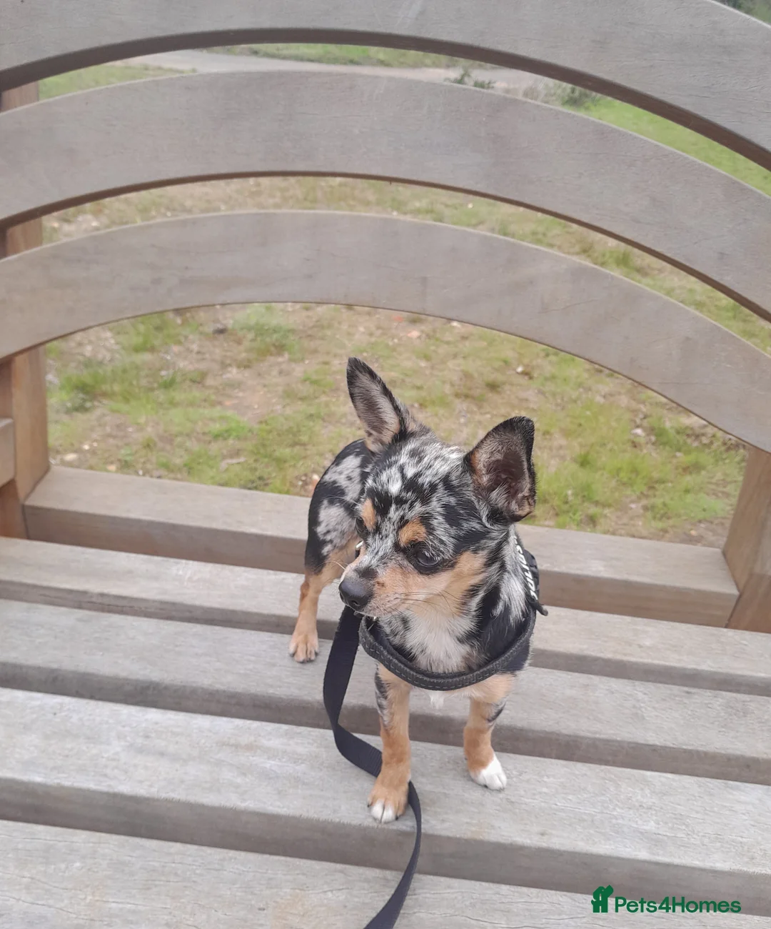 Chihuahua dogs for stud: Blue Merle Chihuahua for Stud in Bordon - Advert 1