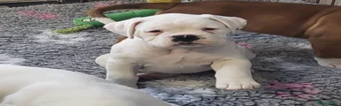 Boxer Puppy 2