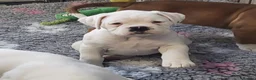 Boxer dogs for sale: Boxer puppies - Advert 1