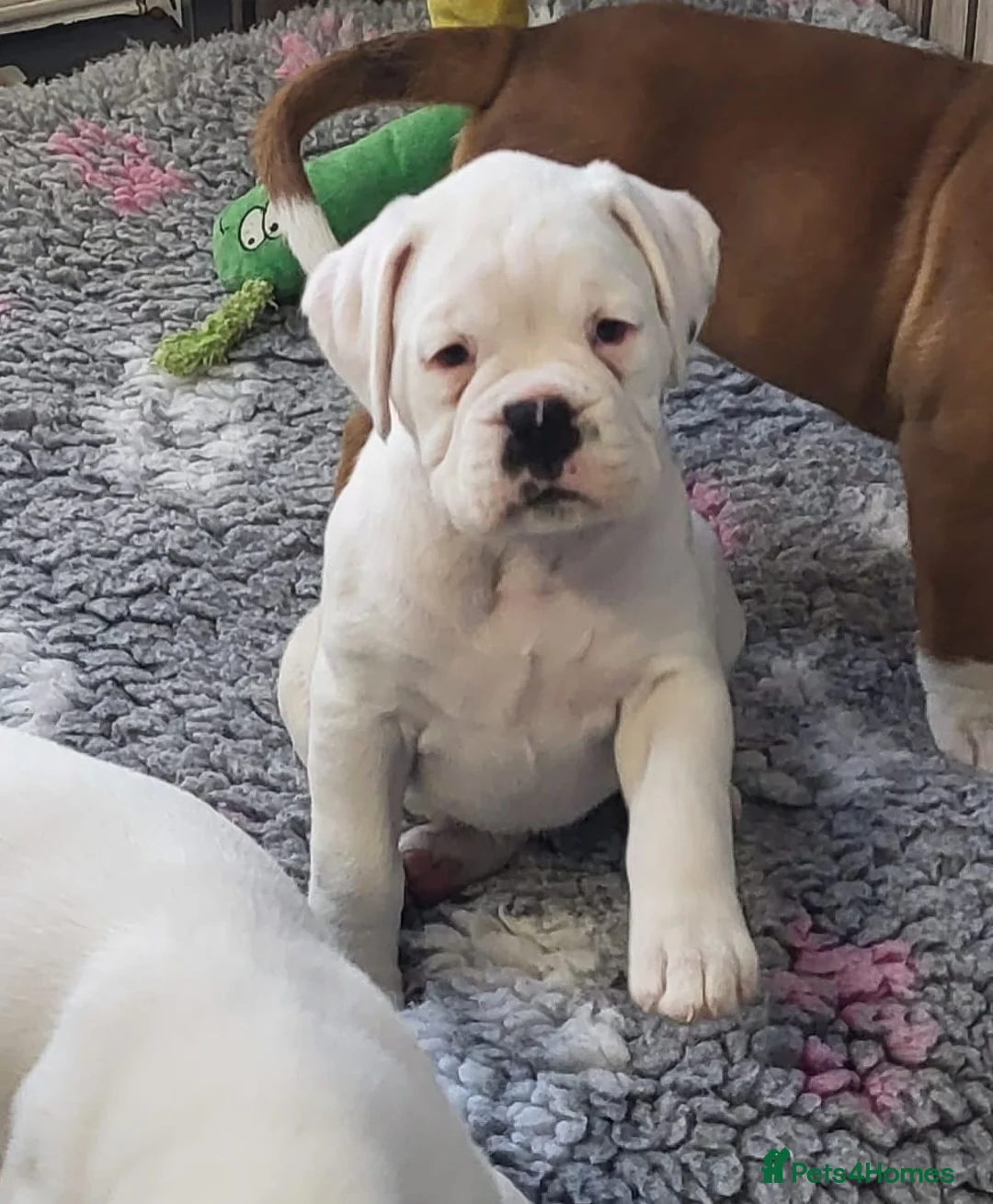 Boxer dogs for sale: Boxer puppies - Advert 1