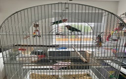 Lovebirds birds for sale: Lovebirds - Image 2