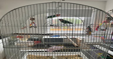 Lovebirds birds - Advert 7