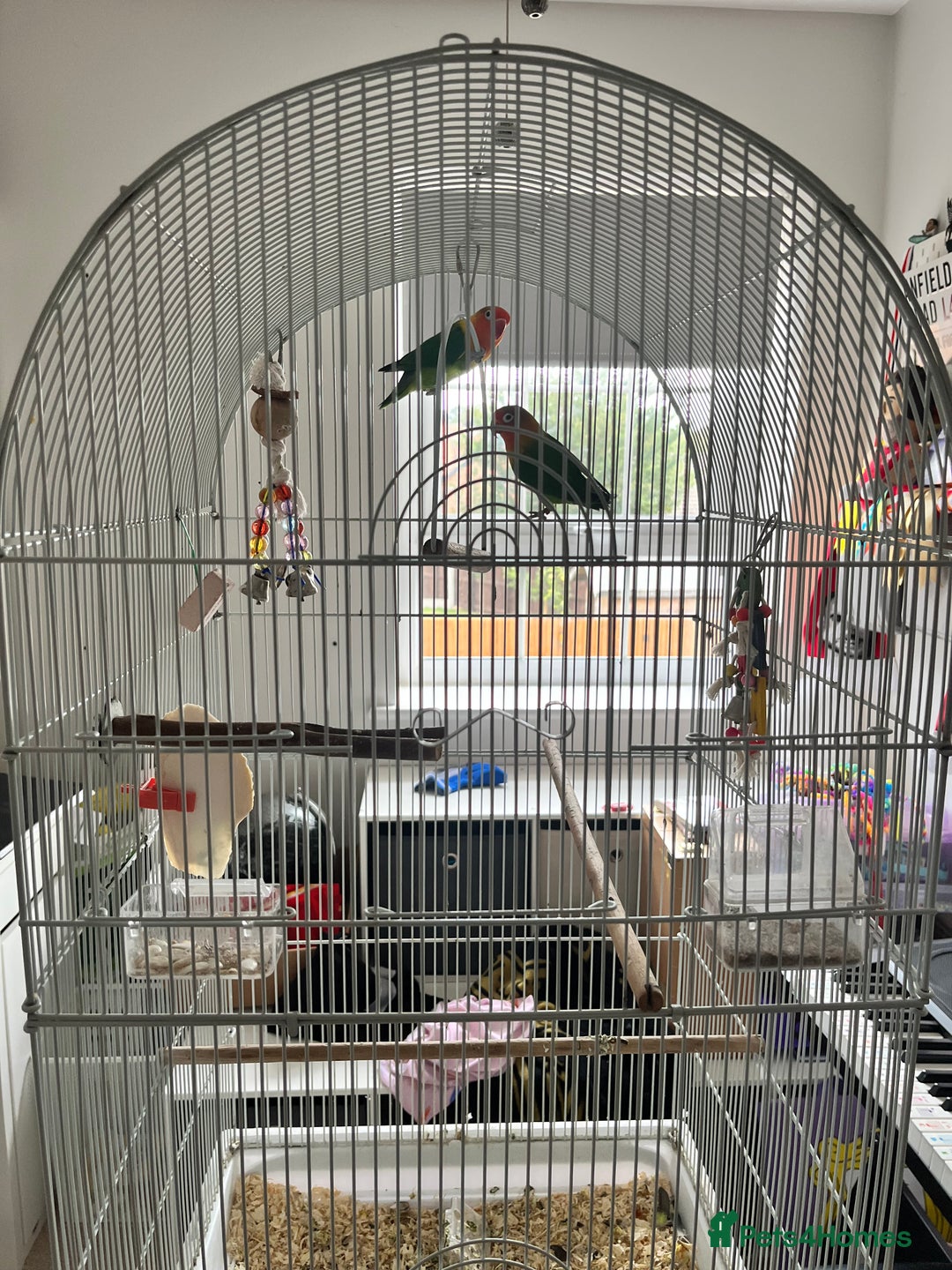 Lovebirds birds for sale: Lovebirds - Image 2