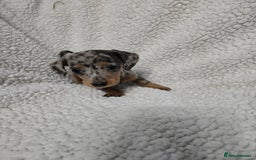 Miniature Dachshund dogs for sale: REDUCED !! Miniature dachshund puppies kc reg   - Image 17
