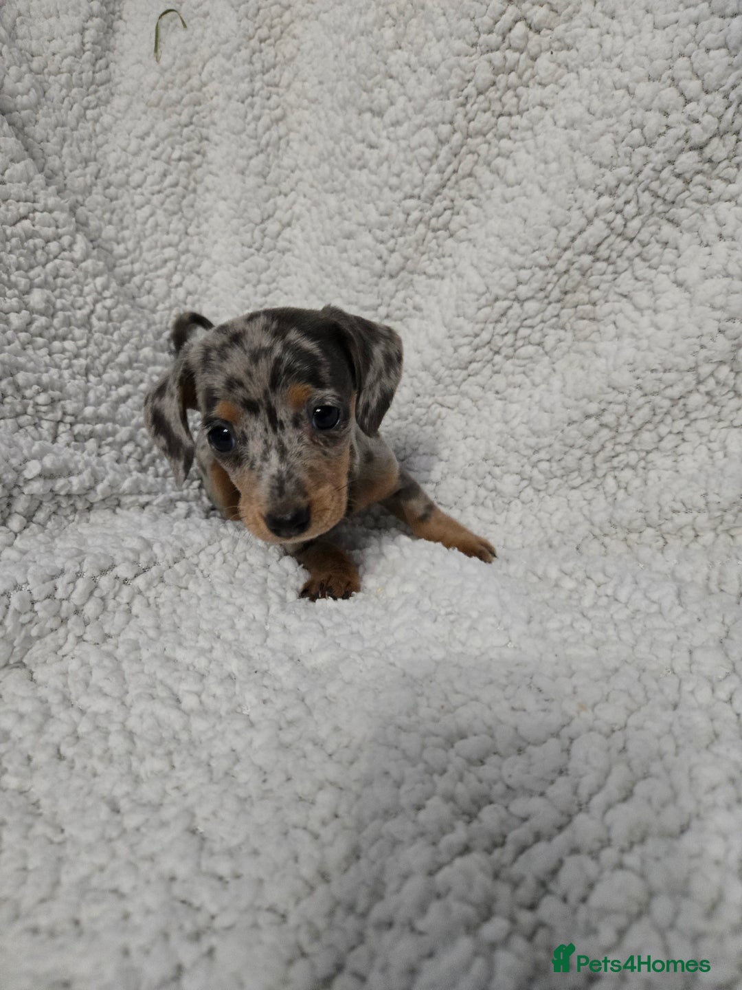 Miniature Dachshund dogs for sale: REDUCED !! Miniature dachshund puppies kc reg   - Image 17