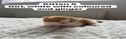 Mixed Breed cats for sale:  9 gorgeous kittens.  - Advert 11
