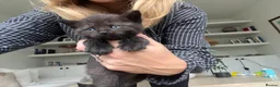 British Shorthair cats for sale: Our British Shorthair has had 5 Beautiful Kittens - Advert 6