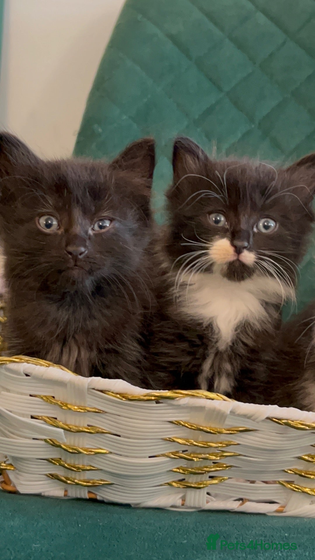 Domestic Shorthair cats Beautiful Tuxedo Kittens Looking for new Homes🐾❤️ - Advert 1