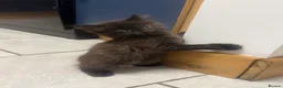 Mixed Breed cats for sale: Kittens - Advert 12