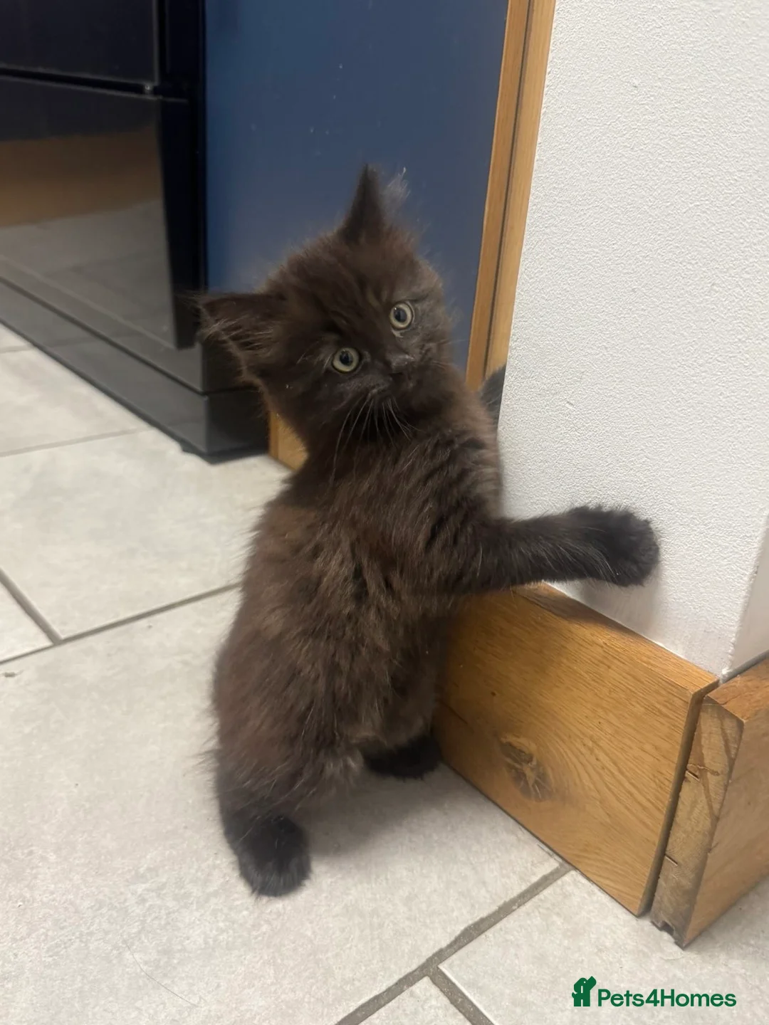 Mixed Breed cats for sale: Kittens - Advert 12