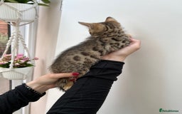 Bengal cats for sale: GORGEOUS PURE BENGAL KITTENS READY TO GO ❤️ - Image 24