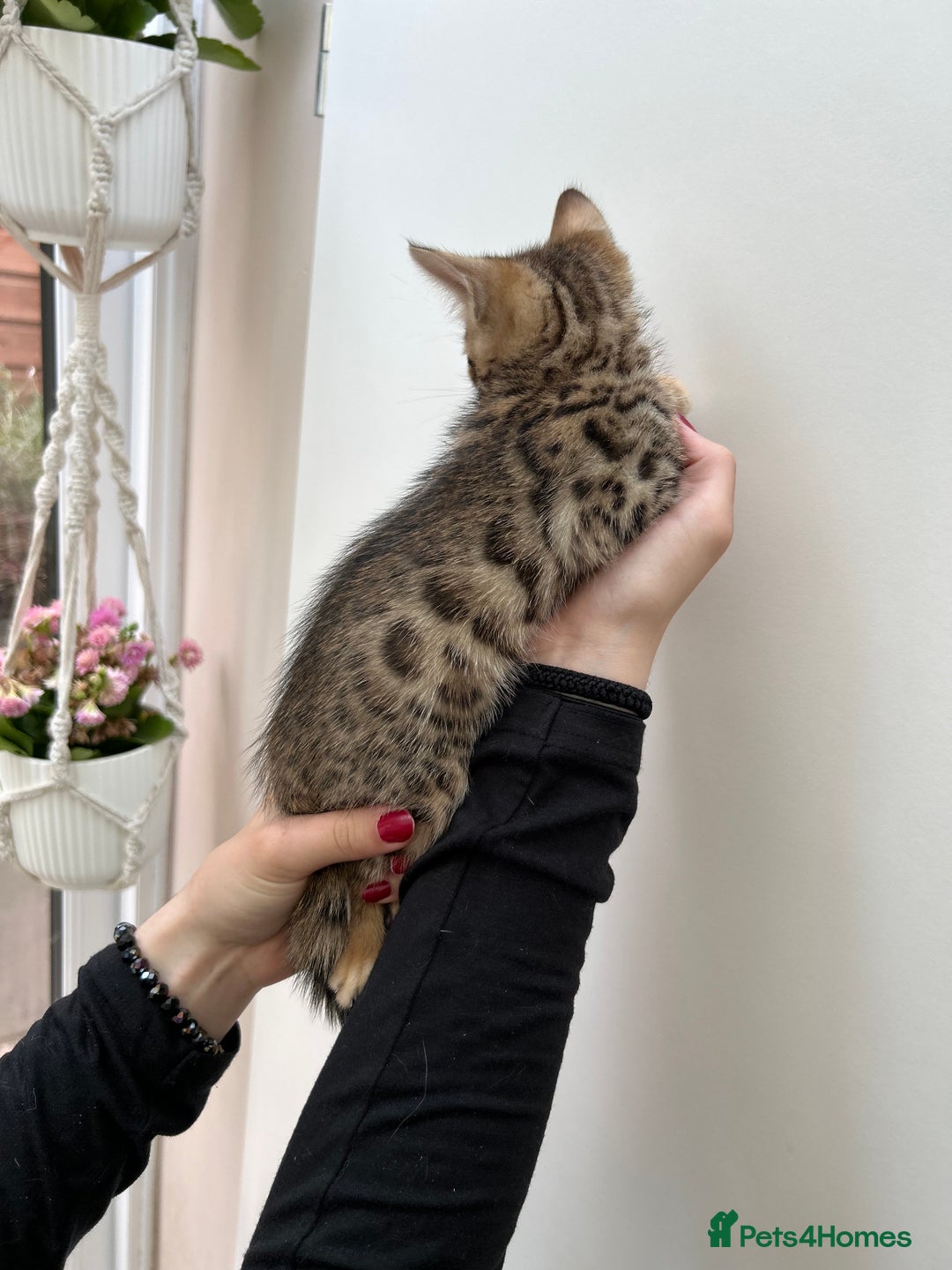 Bengal cats for sale: GORGEOUS PURE BENGAL KITTENS READY TO GO ❤️ - Image 24