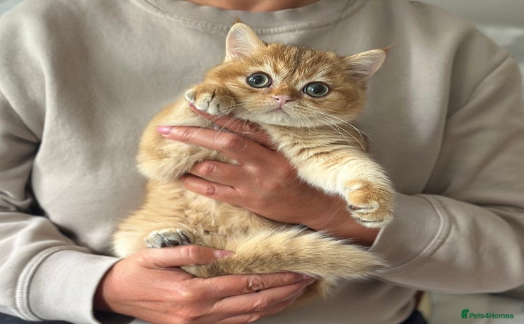 British Shorthair cats - Advert 13