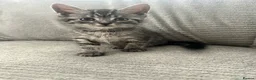 Maine Coon cats for sale: Kittens Looking for Their Forever Homes 🐾 - Advert 23