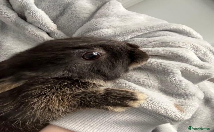 Mixed Breed rabbits for sale - Advert 1