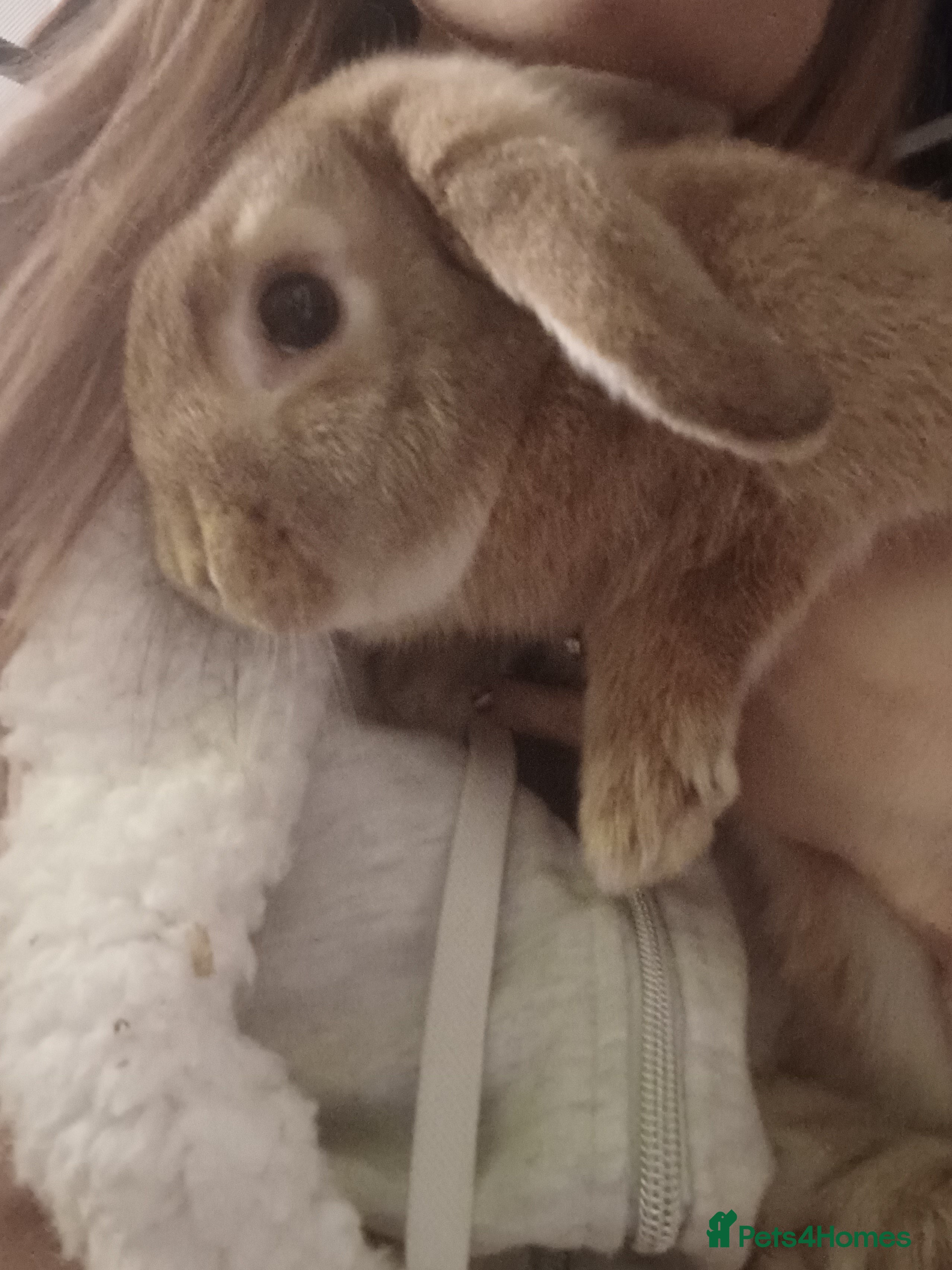 Mixed Breed rabbits Thumper  - Advert 3